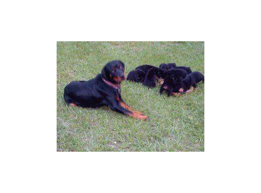 Macar Rottweiler Yavruları Mama Ve Malzeme Kampanyalı görsel