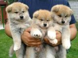 Akita Inu Yavrulari Mama Ve Malzeme Kampanyali
