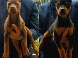 Şampiyon Kan Hattından Doberman Yavruları Mama Ve Malzeme