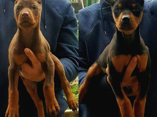 Şampiyon Kan Hattından Doberman Yavruları Mama Ve Malzeme görsel