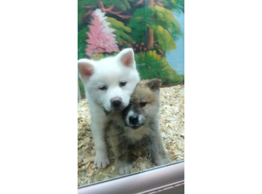 Akita Inu Yavrulari Mama Ve Malzeme Kampanyali