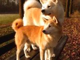 Akita Inu Yavrulari Mama Ve Malzeme Kampanyali