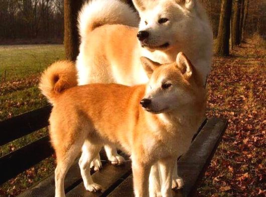 Akita Inu Yavrulari Mama Ve Malzeme Kampanyali görsel