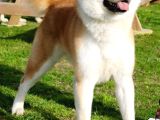 Akita Inu Yavrulari Mama Ve Malzeme Kampanyali