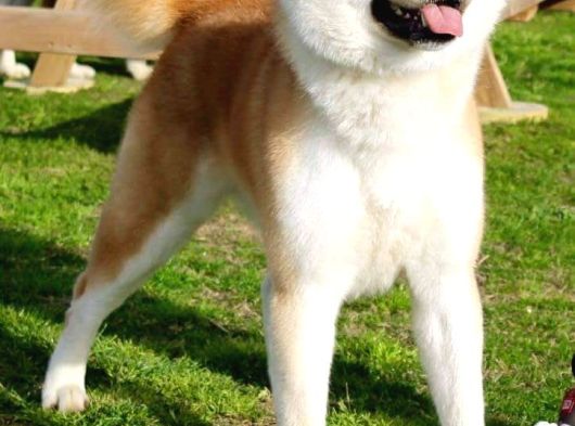 Akita Inu Yavrulari Mama Ve Malzeme Kampanyali görsel