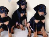 Şampiyon Kan Hattından Doberman Yavruları Mama Ve Malzeme
