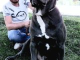 Cane Corsa Yavruları Mama Ve Malzeme Kampanyali