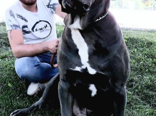 Cane Corsa Yavruları Mama Ve Malzeme Kampanyali görsel