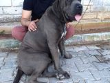 Cane Corsa Yavruları Mama Ve Malzeme Kampanyali