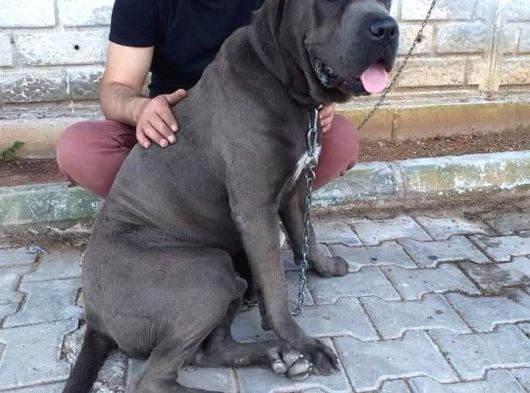 Cane Corsa Yavruları Mama Ve Malzeme Kampanyali görsel