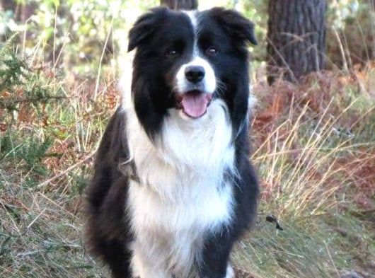 Border Collie Yavrula Mama Ve Malzeme Kampanyalı görsel