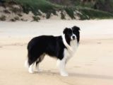Border Collie Yavrula Mama Ve Malzeme Kampanyalı