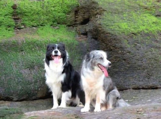 Border Collie Yavrula Mama Ve Malzeme Kampanyalı görsel
