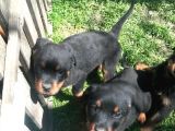 Macar Rottweiler Yavruları Mama Ve Malzeme Kampanyalı