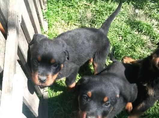 Macar Rottweiler Yavruları Mama Ve Malzeme Kampanyalı görsel