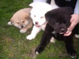 Akita Inu Yavrulari Mama Ve Malzeme Kampanyali