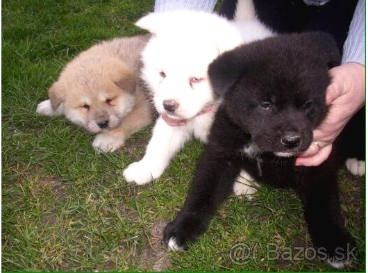 Akita Inu Yavrulari Mama Ve Malzeme Kampanyali görsel