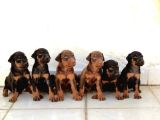 Şampiyon Kan Hattından Doberman Yavruları Mama Ve Malzeme