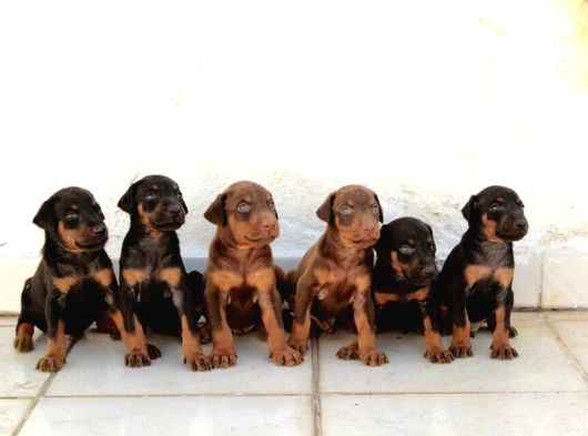 Şampiyon Kan Hattından Doberman Yavruları Mama Ve Malzeme görsel