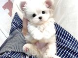 A kalite Maltese terrier yavrularımız