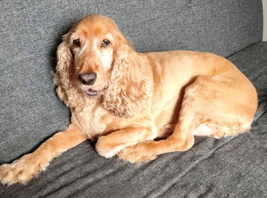 American Cocker görsel