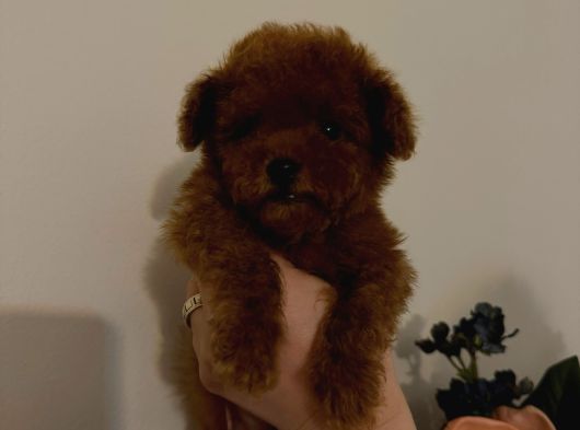 Tiny Boy Kore Erkek Yavru görsel
