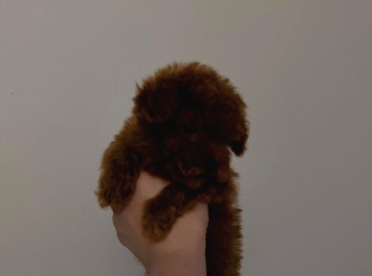 Tiny Boy Kore Erkek Yavru görsel