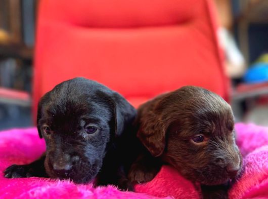 Labrador Bebeklerimiz Için Acele Edin görsel