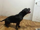 Scrli American Bully Pocket Dişi Yetişkin