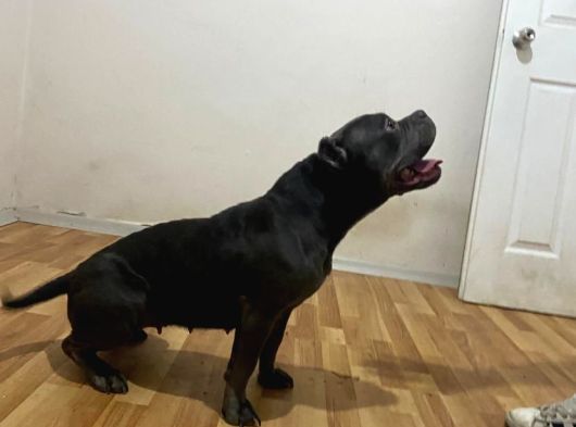 Scrli American Bully Pocket Dişi Yetişkin görsel