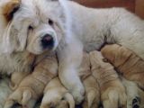Chow Chow Yavrulari Mama Ve Malzeme Kampanyali