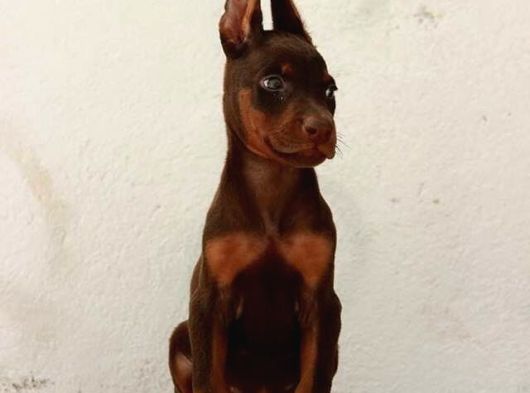 Şampiyon Kan Hattından Doberman Yavruları Mama Ve Malzeme görsel