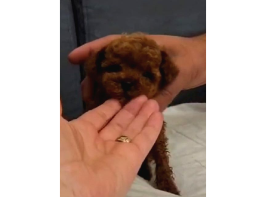 Tiny Boy Kore Erkek Yavru görsel