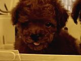 Tiny Boy kore erkek yavru