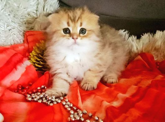 Muhteşem Kalite De Kan Hattı Üst Sekment Yavrularımız görsel
