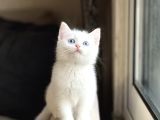 HARİKA GÖZ RENGİNDE BRİTİSH SHORTHAİR YAVRUM