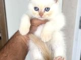 ÖZEL RENK BRİTİSH SHORTHAİR GOLDEN POİNT
