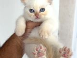 Özel Renk Bri̇ti̇sh Shorthai̇r Golden Poi̇nt