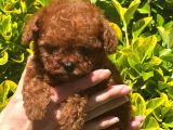 SAFKAN KORE TOY POODLE BEBEKLER