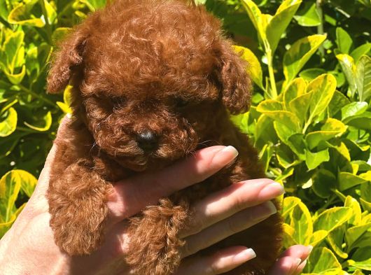 Safkan Kore Toy Poodle Bebekler