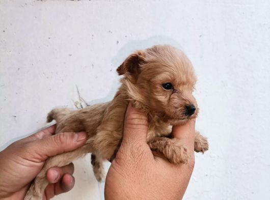 Maltipoo Yavrulari Mama Ve Malzeme Kampanyali görsel