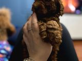 Toy Poodle Yavrulari Erkek
