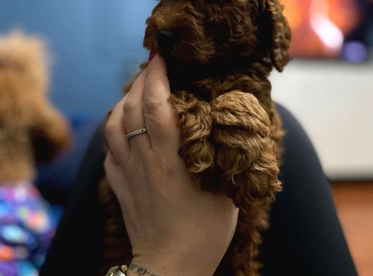Toy Poodle Yavrulari Erkek görsel