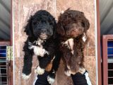 Lagotto Yavrularımız