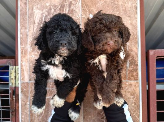 Lagotto Yavrularımız görsel