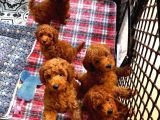Dişi Erkek Red Brown Toy Poodle Yavrularımız