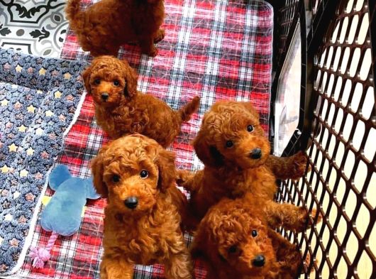 Dişi Erkek Red Brown Toy Poodle Yavrularımız görsel