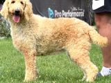 Dev Poodle Safkan Orcınal