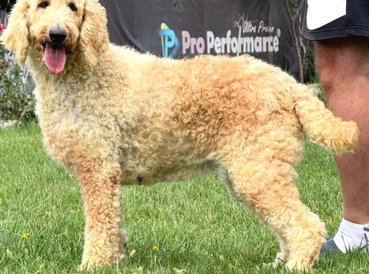 Dev Poodle Safkan Orcınal görsel
