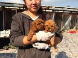 Toy Poodl yavurlamiz